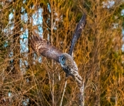 GreatGrayOwl004